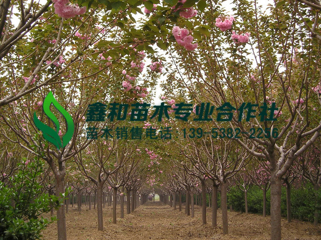 山东樱花-樱花树种植养护技术