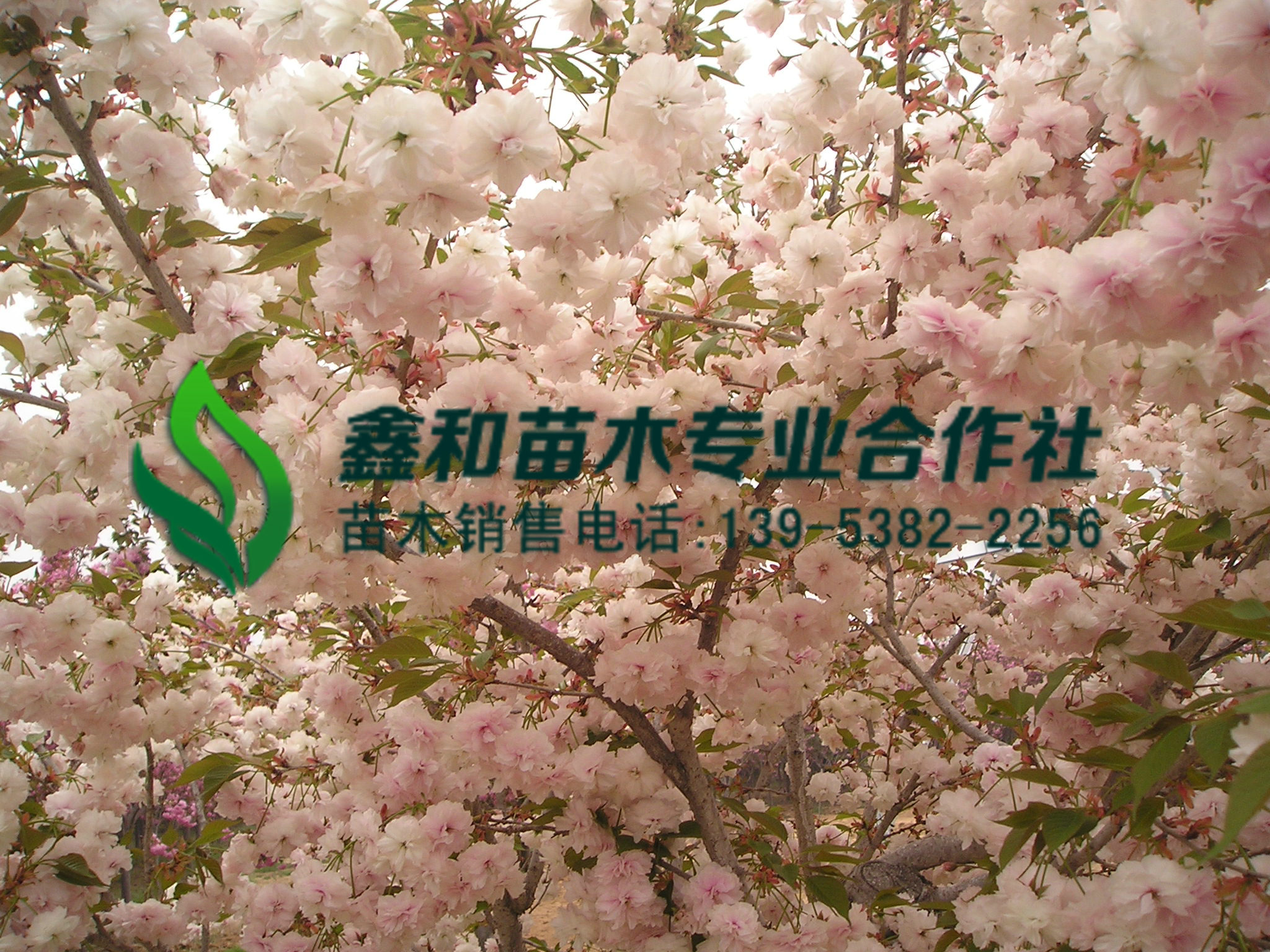 美丽中国，樱花树崛起正当时