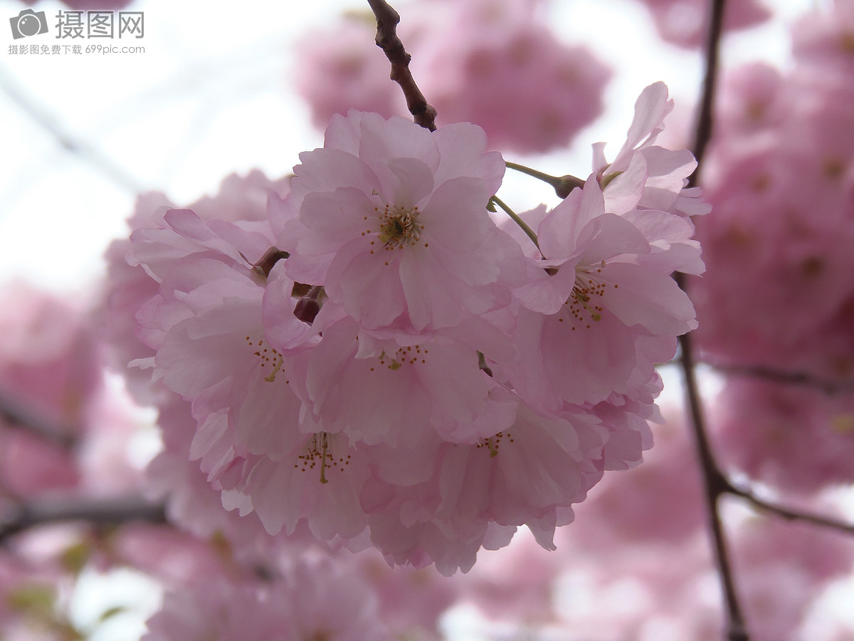 4-5年樱花树移栽和管理