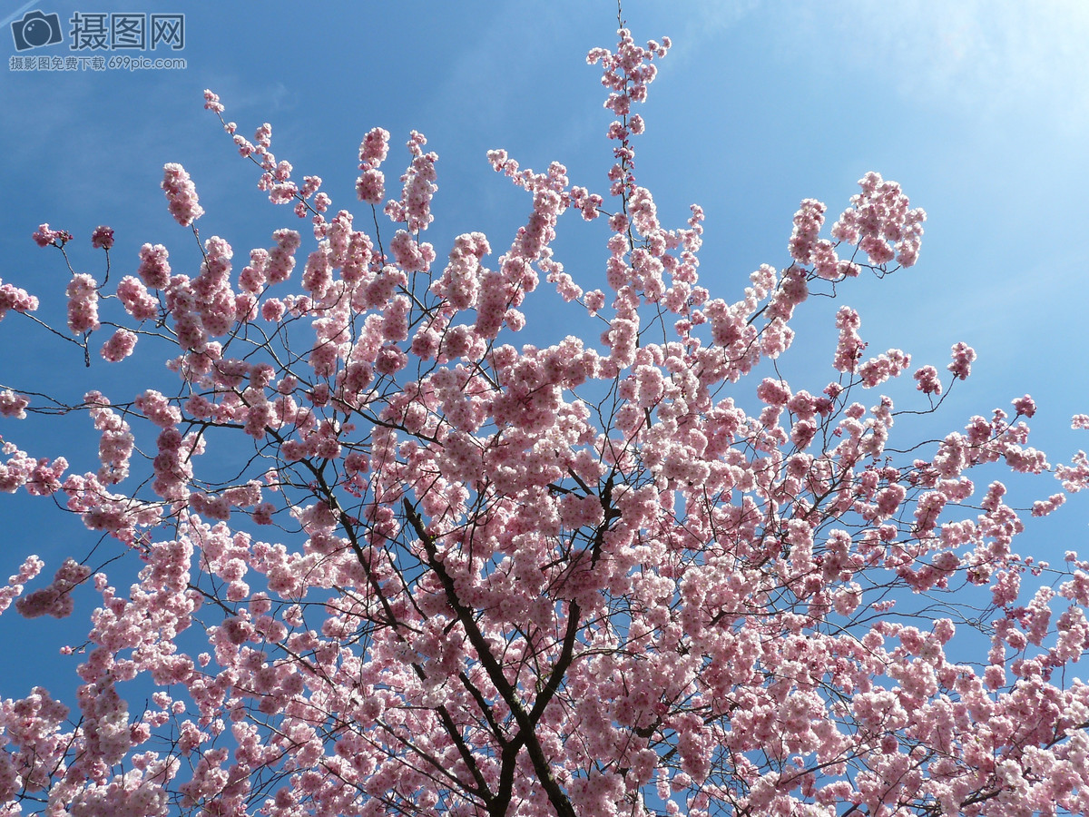 樱花树图片展示 揭秘人工栽培樱花树的6点技术