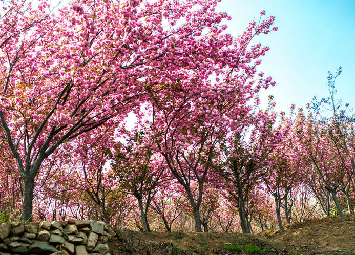 樱花树种植技术要点