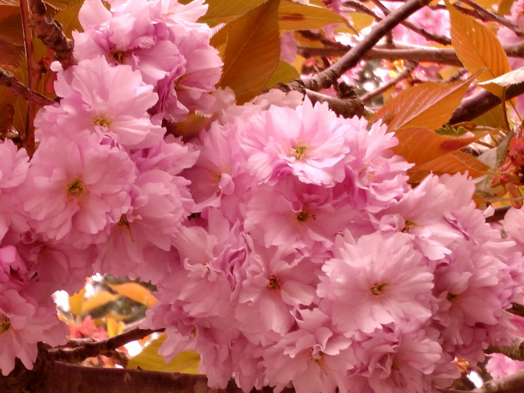 樱花树有什么作用？