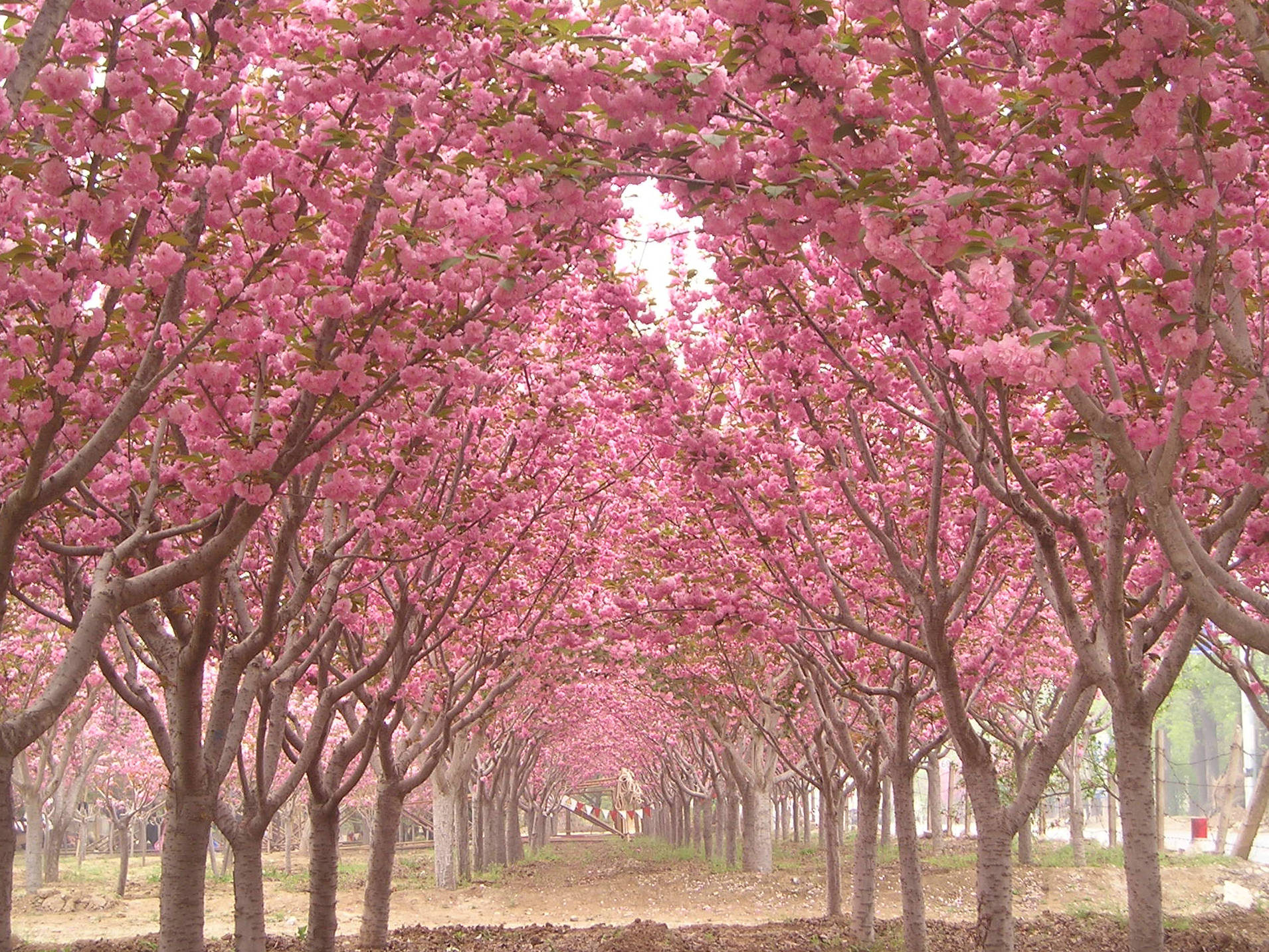 樱花树和樱桃树的区别