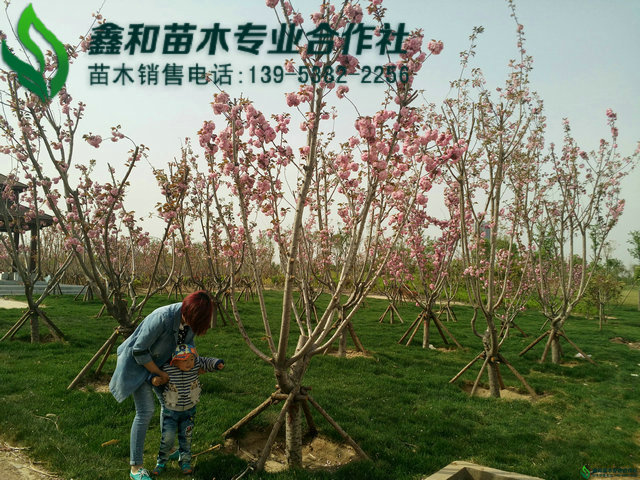 樱花树的养护技术