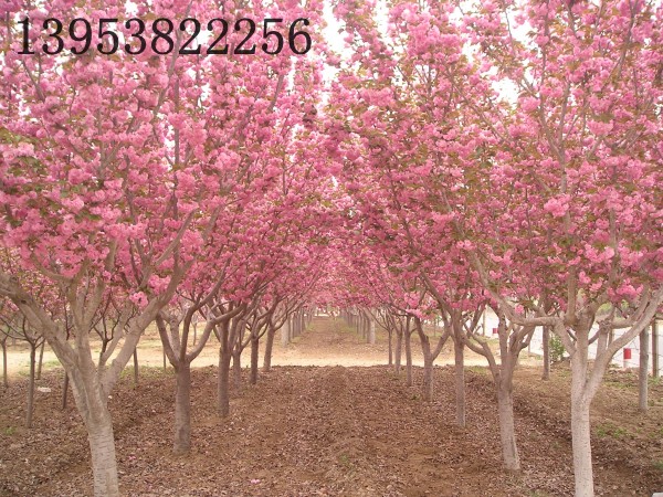 樱花树种植技术？种植前景价钱如何？